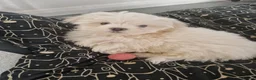 Maltese dogs for sale: Maltese toybreed - Advert 3