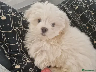 Maltese dogs Maltese toybreed - Advert 8