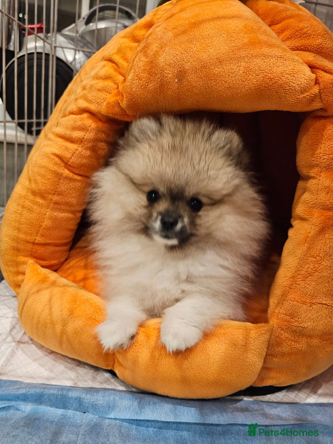 Pomeranian dogs for sale: Hi my name it's Laura - Advert 4