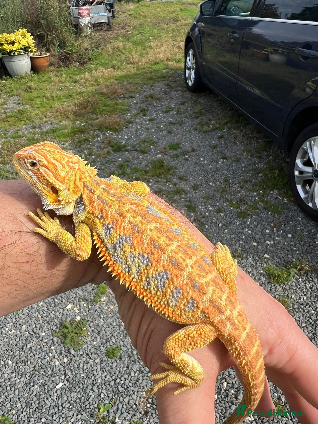 Bearded Dragon reptiles for sale: Hypo yellow blue bar tiger bearded dragons - Image 5