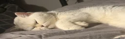 British Shorthair cats for sale: Bonded Pair of British Shorthairs - Advert 4