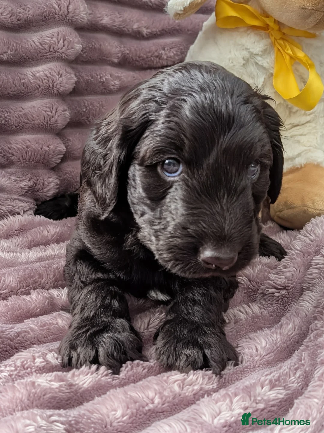 Labradoodle dogs for sale: 🐾 Labradoodle Puppies 🐾 - Advert 27