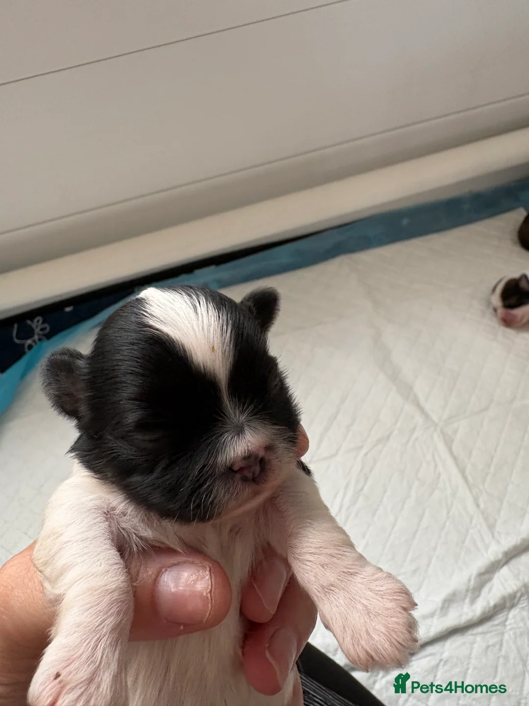 Lhasa Apso dogs for sale: 🏆 RKC Registered Lhasa Apso Puppies - Home Raised - Advert 2