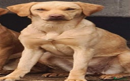Labrador Retriever dogs for sale: Beautiful black lab pups KC Reg - Image 5