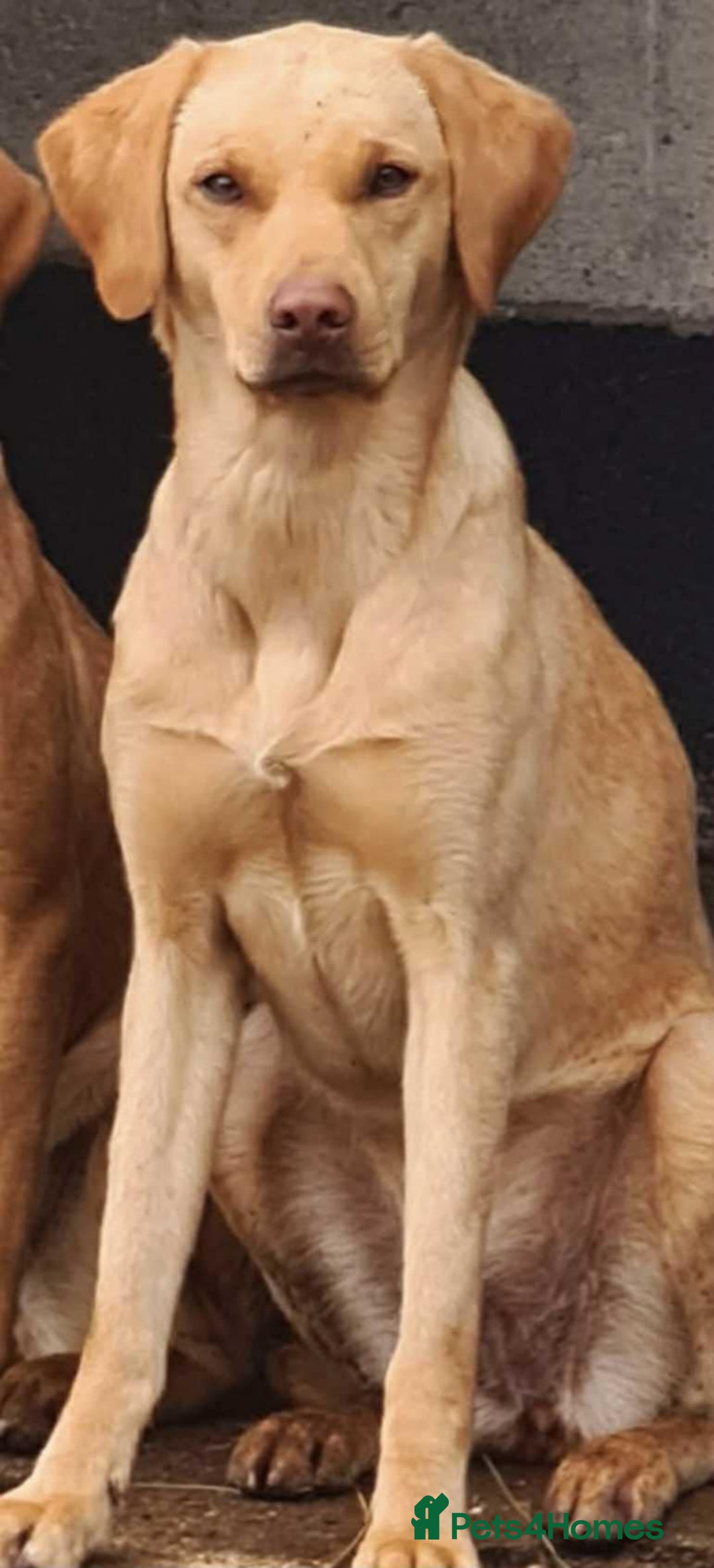 Labrador Retriever dogs for sale: Beautiful black lab pups KC Reg - Image 5