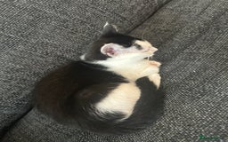Mixed Breed cats for sale: ⭐️⭐️ 2 Males & 1 female mixed breed Kittens!!⭐️⭐️ - Image 2
