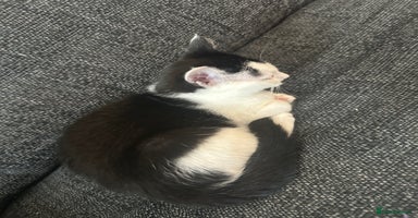 Mixed Breed cats - Advert 4