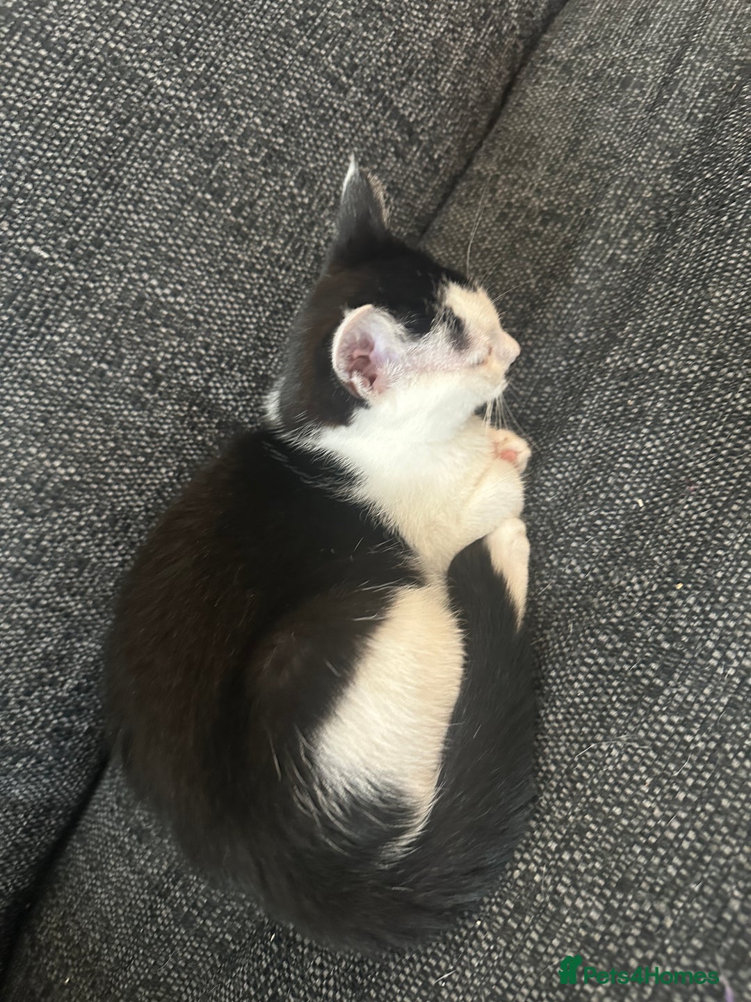 Mixed Breed cats for sale: ⭐️⭐️ 2 Males & 1 female mixed breed Kittens!!⭐️⭐️ - Image 2