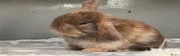 Mini Lop rabbits for sale: Pure Mini Lop babies  - Advert 9