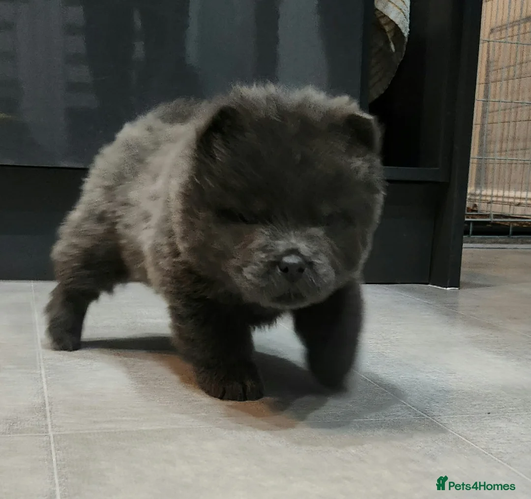 Chow Chow dogs for sale: Chow chow pedigree pups REDUCED!! - Advert 17