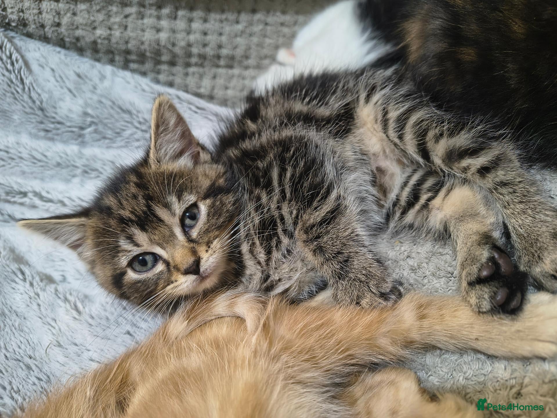 Mixed Breed cats Beautiful 2 litters of kittens available - Advert 2