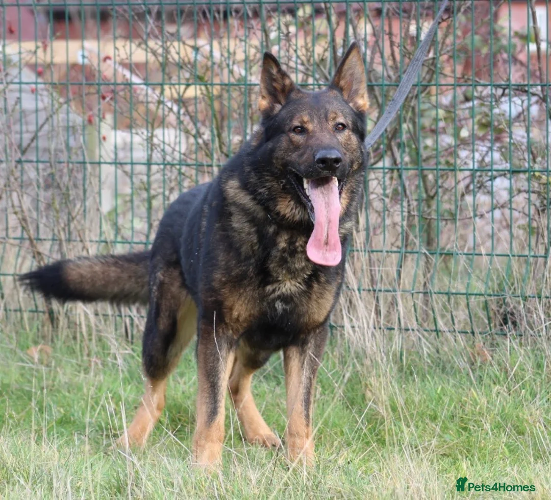 German Shepherd dogs for stud: Bear 🐻 Available for Stud in Birmingham - Advert 3