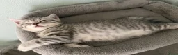 Scottish Fold cats for sale: Scottish Fold and Scottish straight kittens. - Advert 10