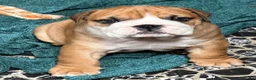 English Bulldog dogs for sale: Champion Line KC Bulldog Puppies Health Tests - Advert 17