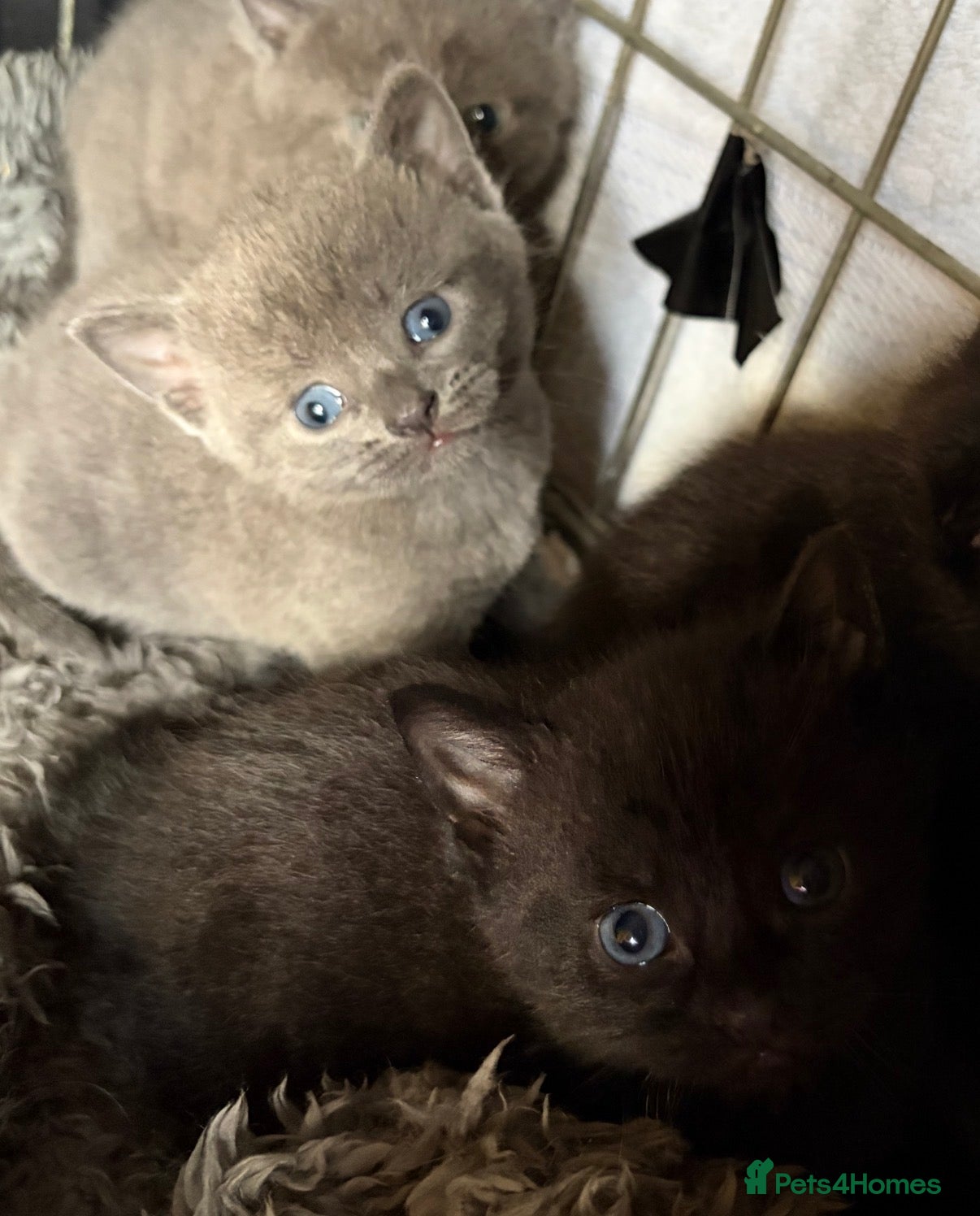 Mixed Breed cats for sale: Beautiful Kittens - Advert 8