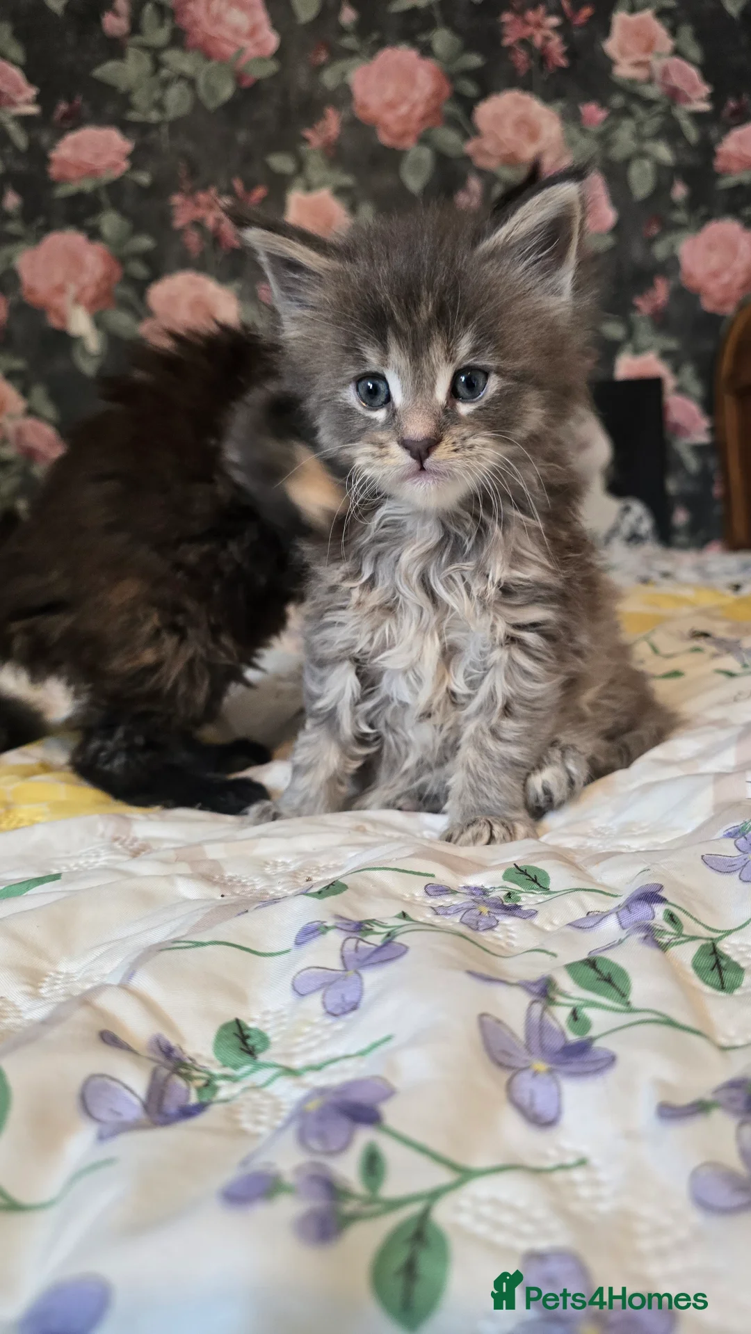 Maine Coon cats for sale: TICA REG MAINECOONS  - Advert 13