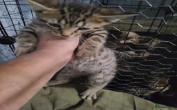 Ragdoll cats for sale: Kittens for sale - Image 21