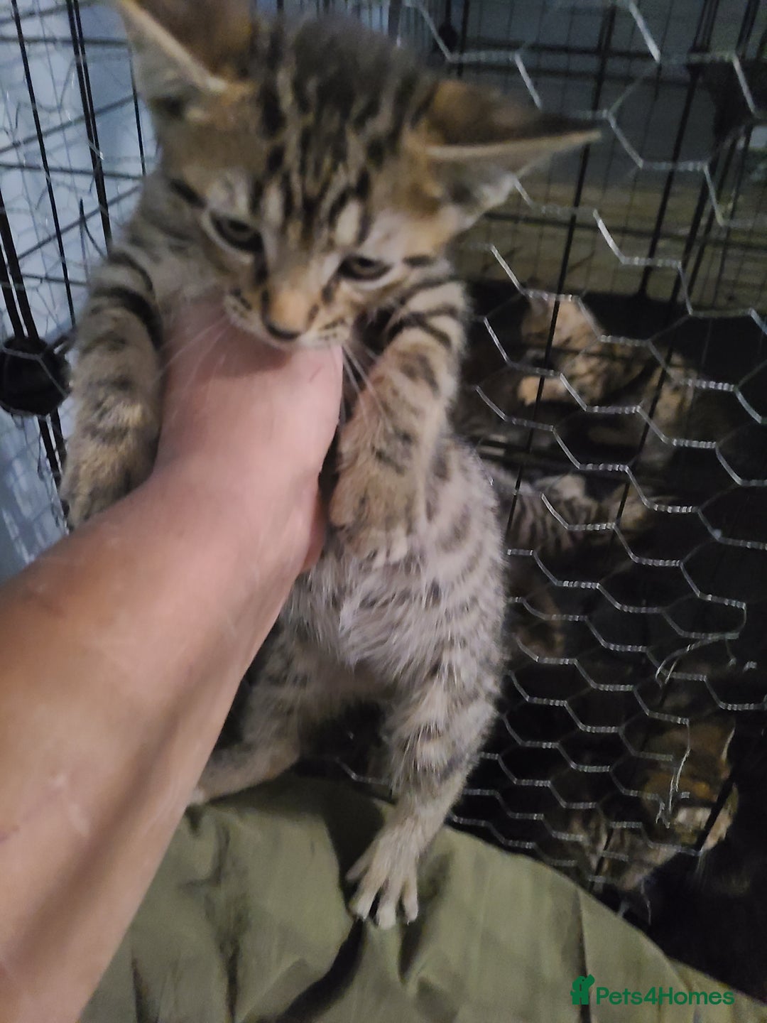 Ragdoll cats for sale: Kittens for sale - Image 21