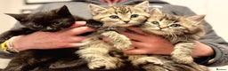 Savannah cats for sale: Stunning Savannah Cross kittens, ready now - Advert 1