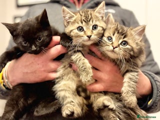 Savannah cats Stunning Savannah Cross kittens, ready now - Advert 3