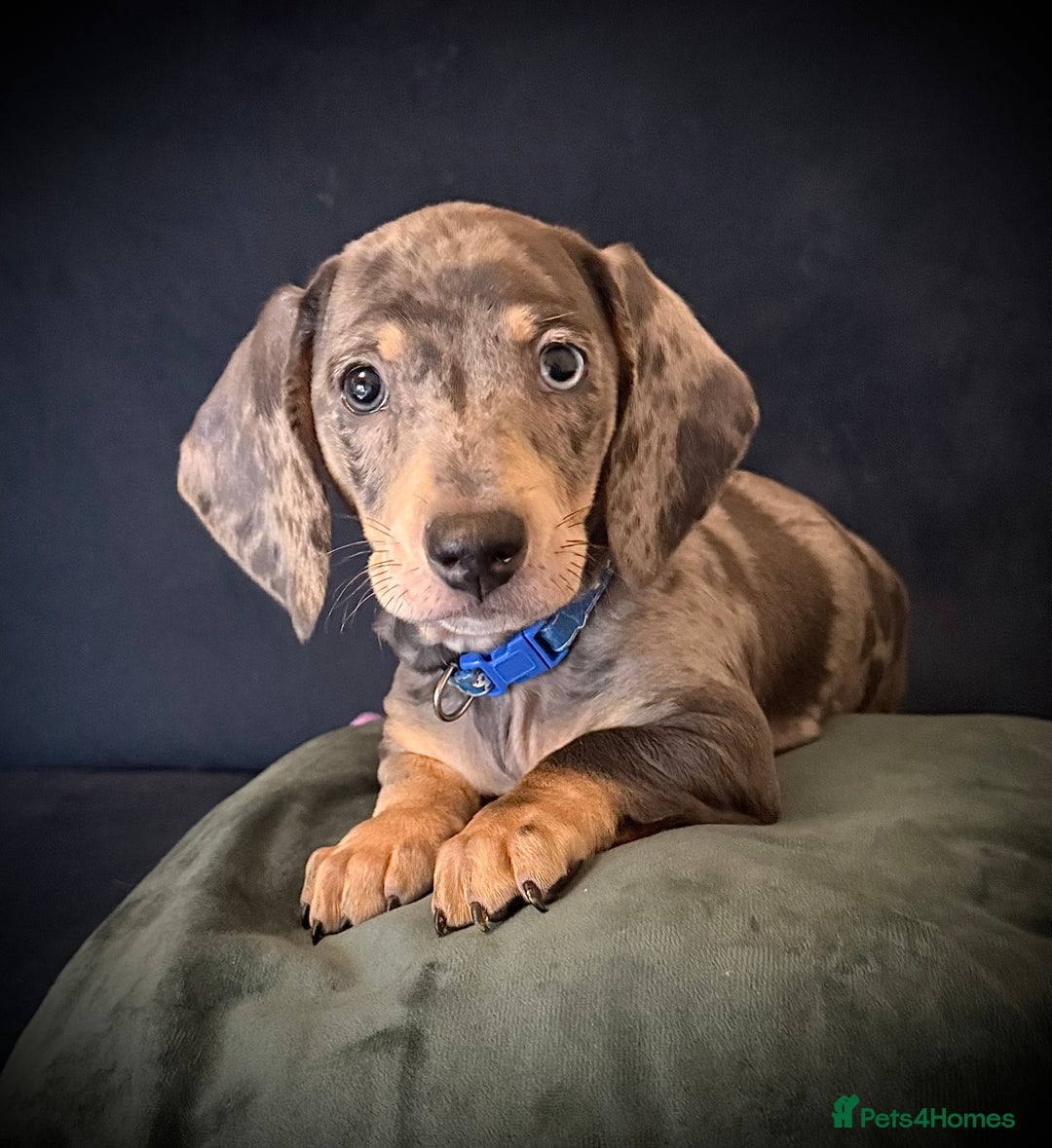 Miniature Dachshund dogs for sale: KC registered miniature Dachshund puppies  - Advert 13