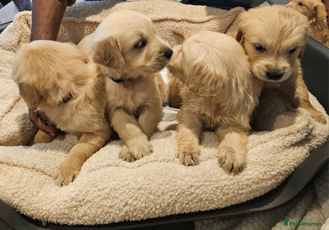Golden Retriever dogs for stud: Gorgeous KC registered Golden Retriever stud dog  in Chesterfield - Advert 17