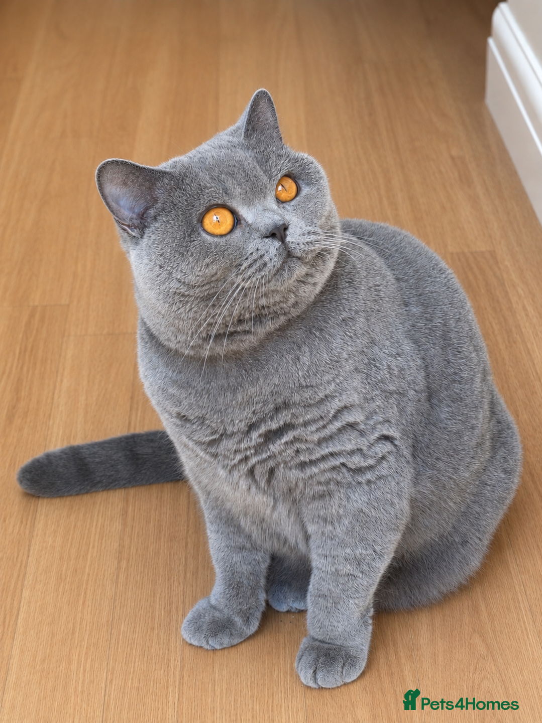 British Shorthair cats 🏡 Home Sweet Home  - Advert 1