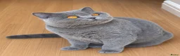 British Shorthair cats for sale: 🏡 Home Sweet Home  - Advert 1