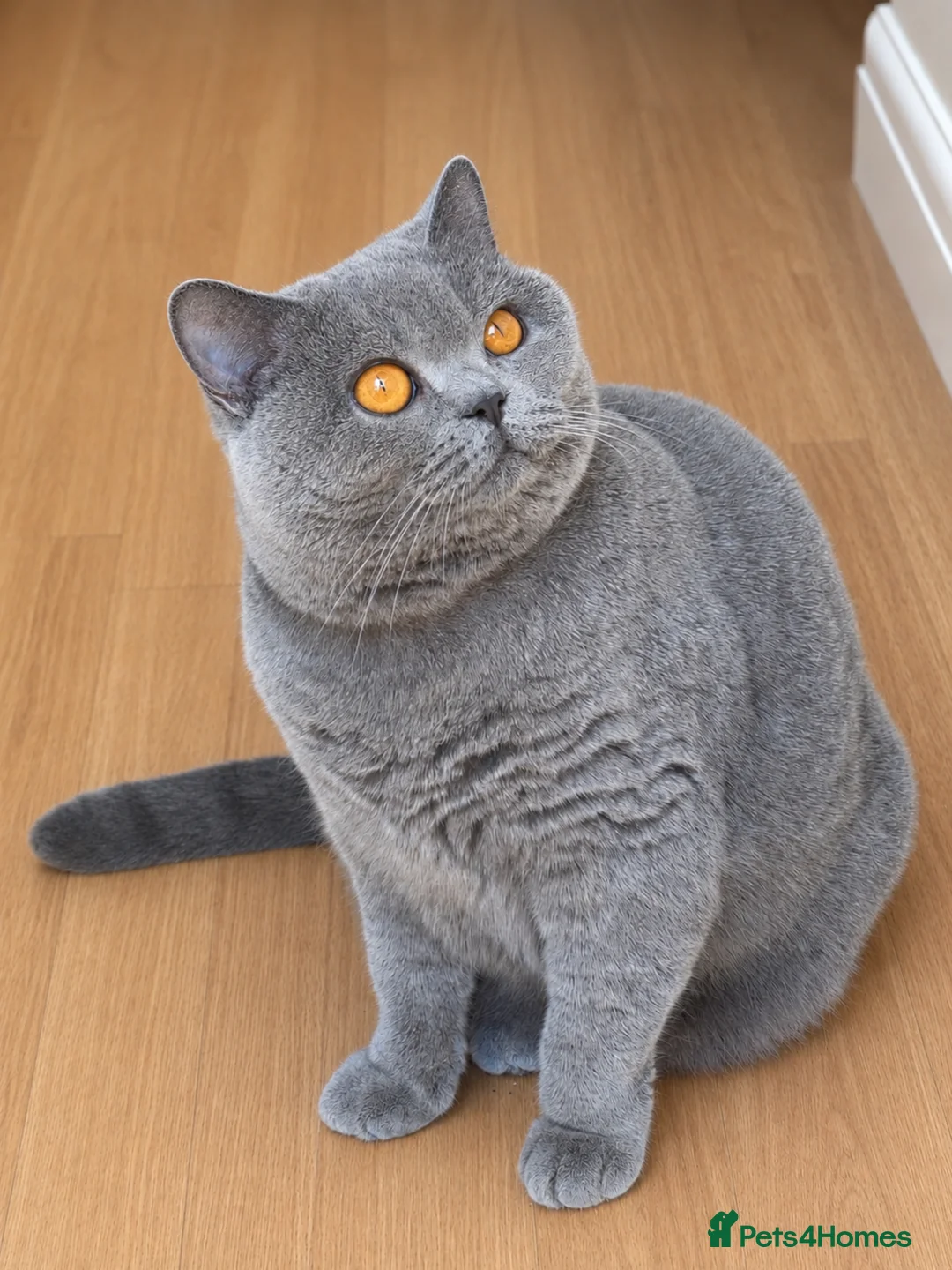British Shorthair cats for sale: 🏡 Home Sweet Home  - Advert 1