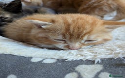Mixed Breed cats for sale: Kittens 2 litters - Image 6