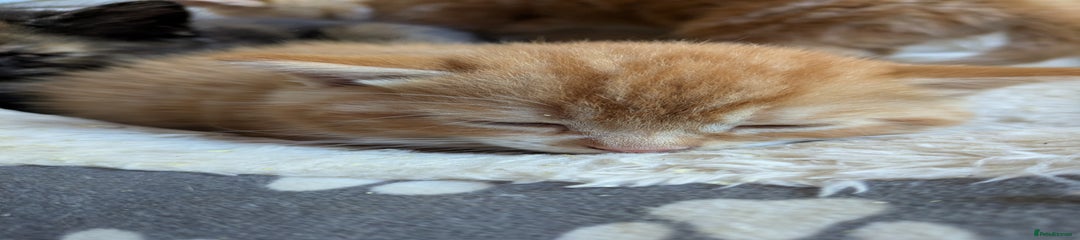Mixed Breed Kitten 3
