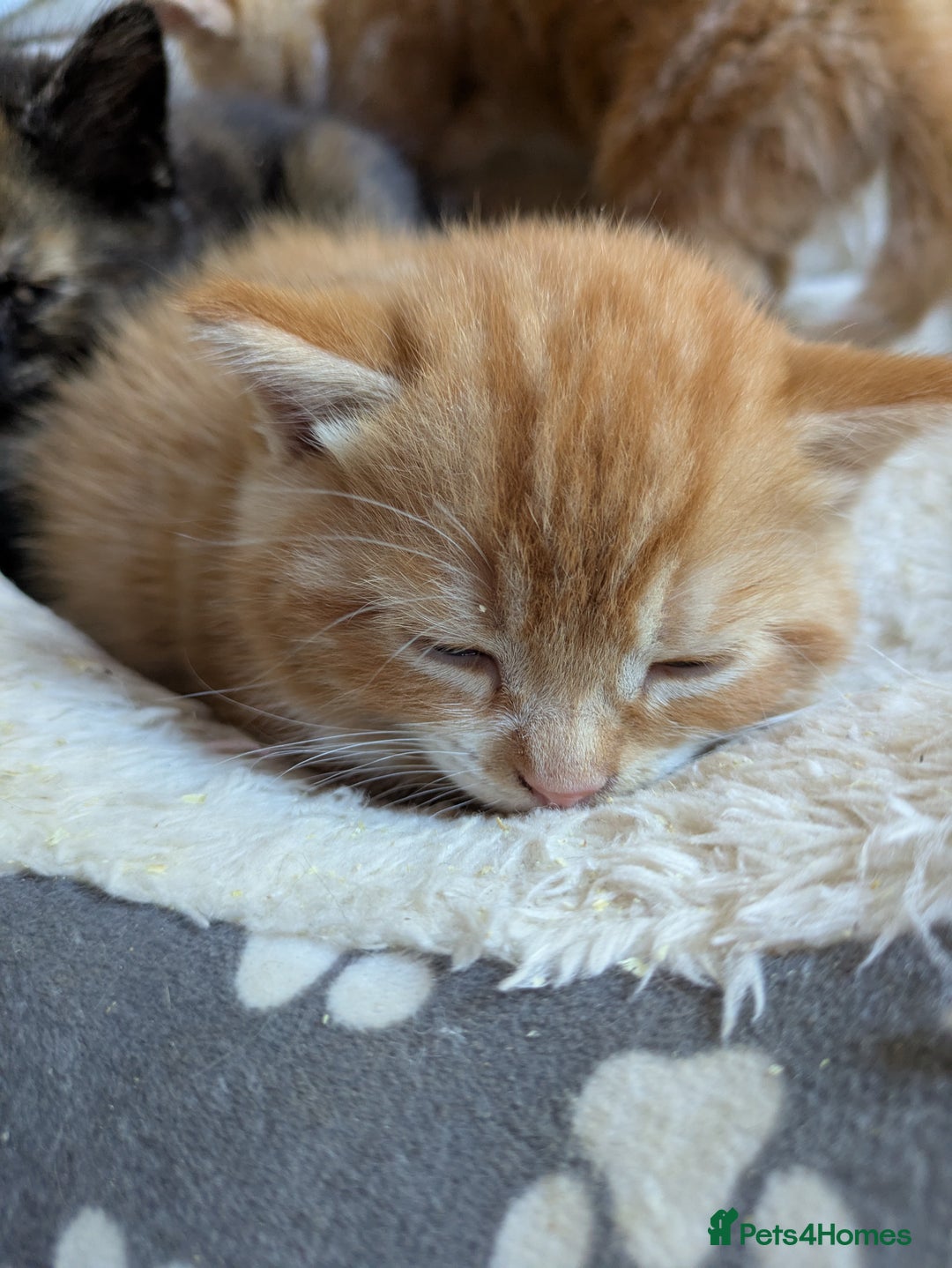 Mixed Breed cats for sale: Kittens 2 litters - Image 6