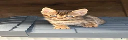 Bengal cats for sale: Bengal kittens pedigreed and Registered - Advert 4