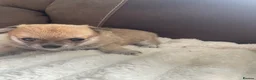 Pomchi dogs for sale: Pomchi puppies - Advert 28