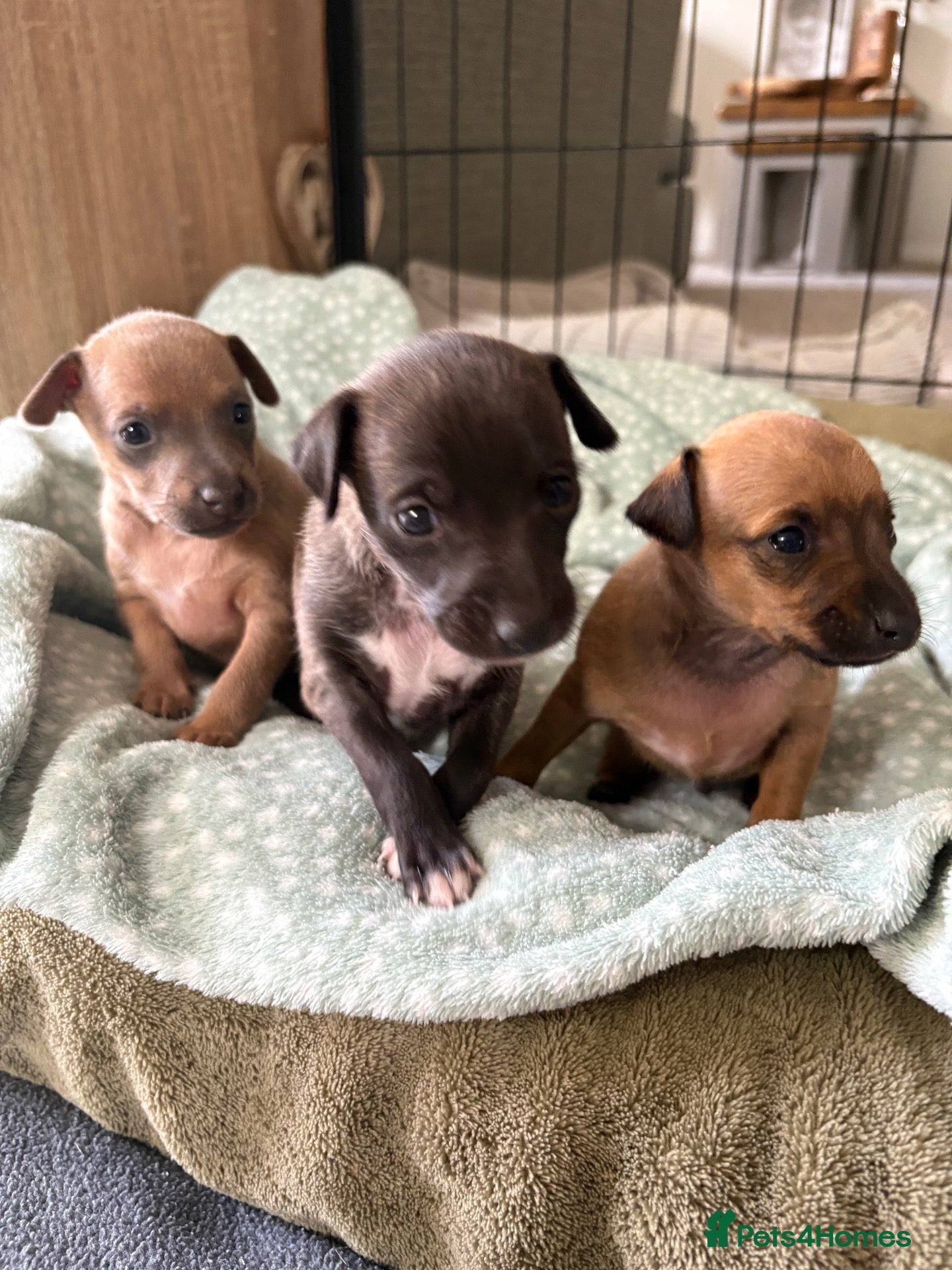 Italian Greyhound dogs Italian greyhound puppies  - Advert 1