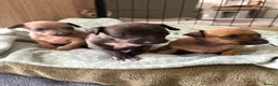 Italian Greyhound dogs for sale: Italian greyhound puppies  in Horsham - Advert 1