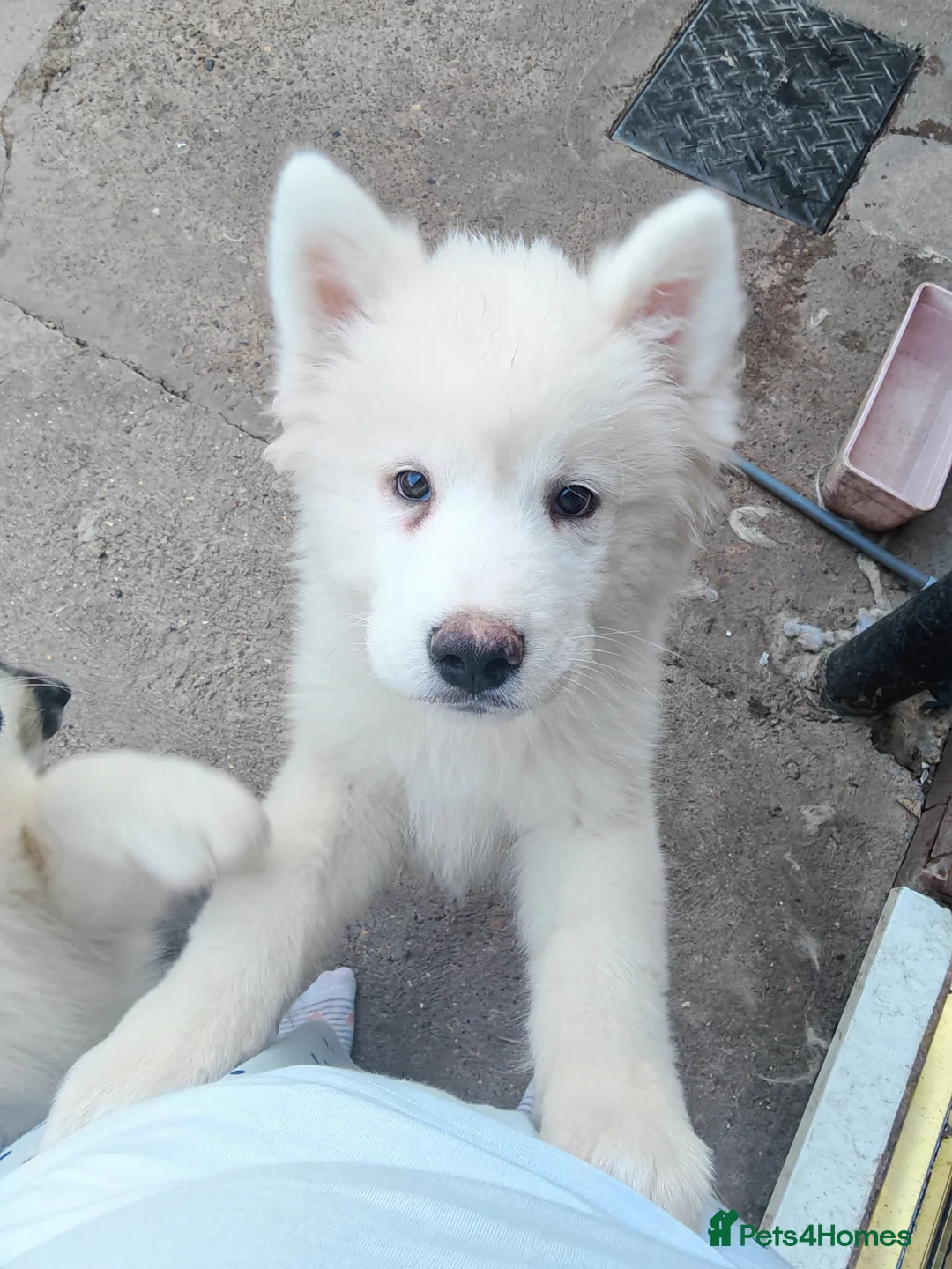 Akita dogs for sale: 2 Akita puppys ready to leave now  - Advert 1