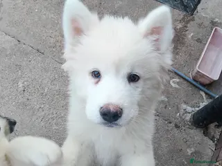 Akita dogs 2 Akita puppys ready to leave now - Advert 17