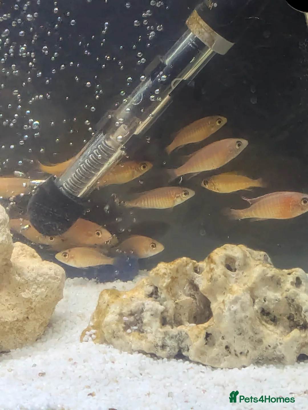 Cichlids fish for sale: African cichlid fish for sale  in Liverpool - Advert 2