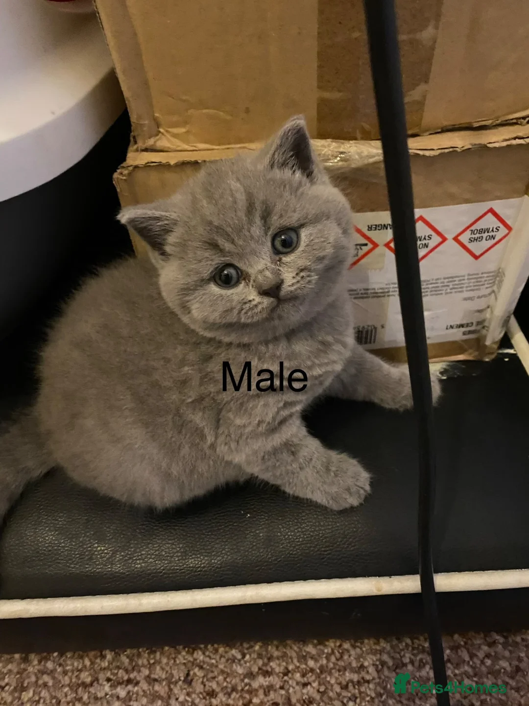 British Shorthair cats for sale: there is four beautiful healthy British shorthairs - Advert 9