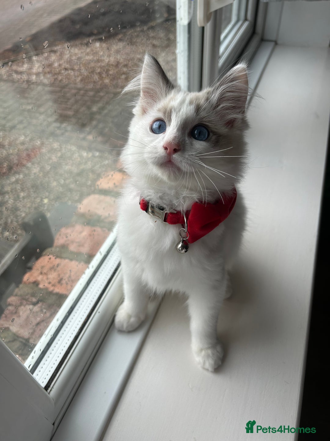 Ragdoll cats for sale: Remmi the ragdoll - Advert 4