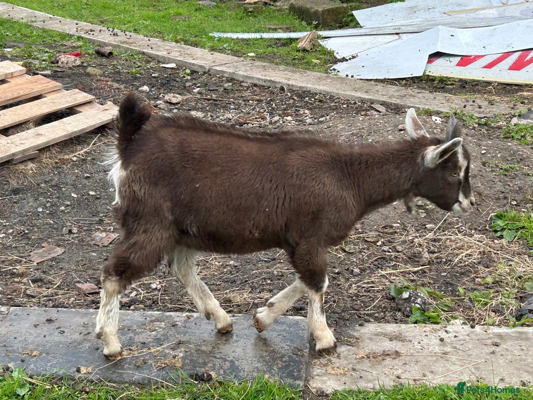 Goats livestock for sale: Pygmy X - Image 10