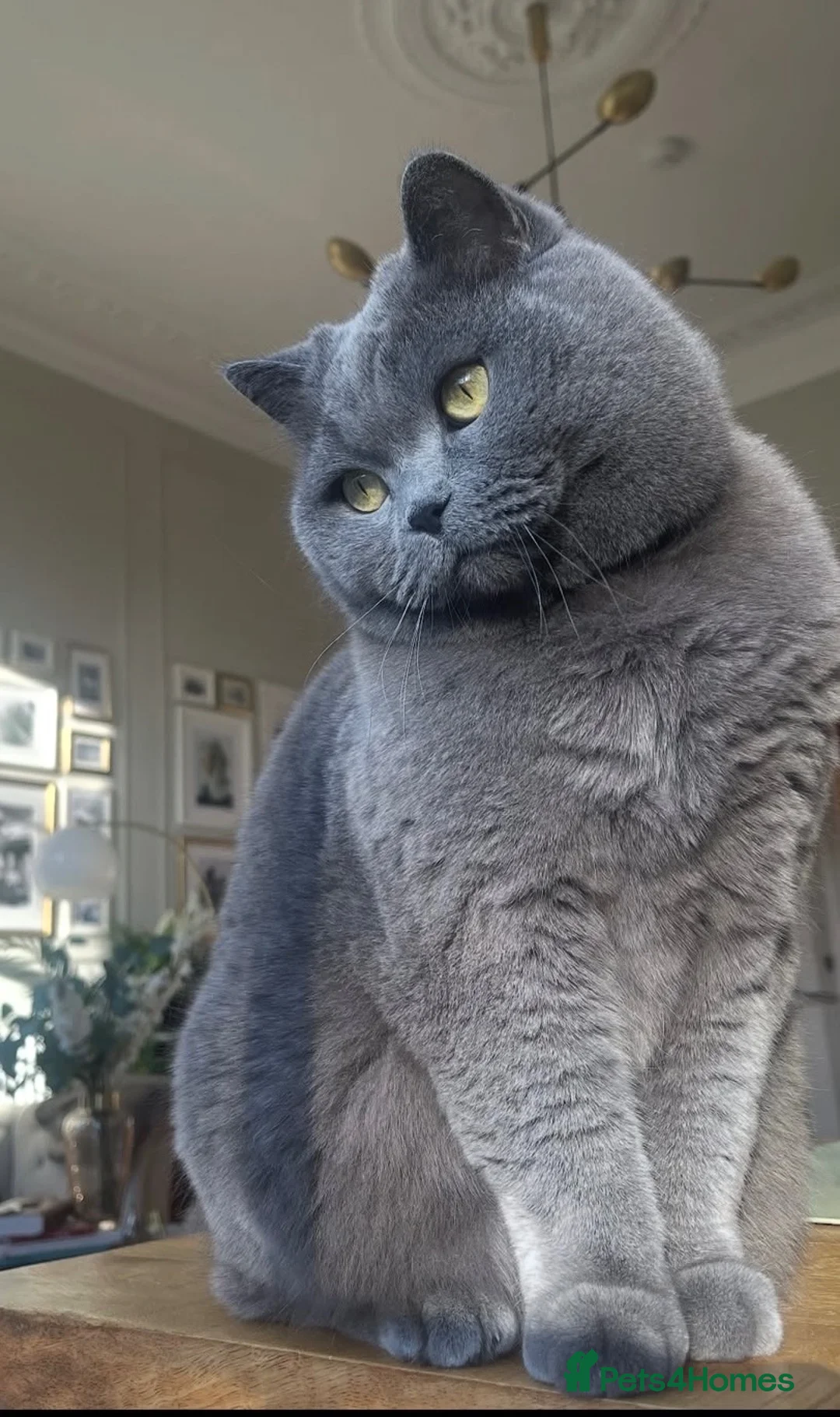 British Shorthair cats for sale: beautiful british short haired girl - Advert 9