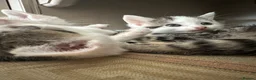 Mixed Breed cats for sale: Cute kittens - Advert 17
