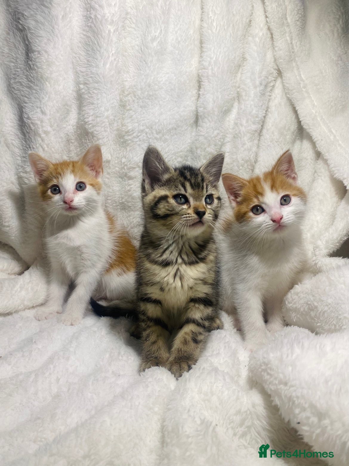 Mixed Breed cats Cute kittens ready for a new home  - Advert 1