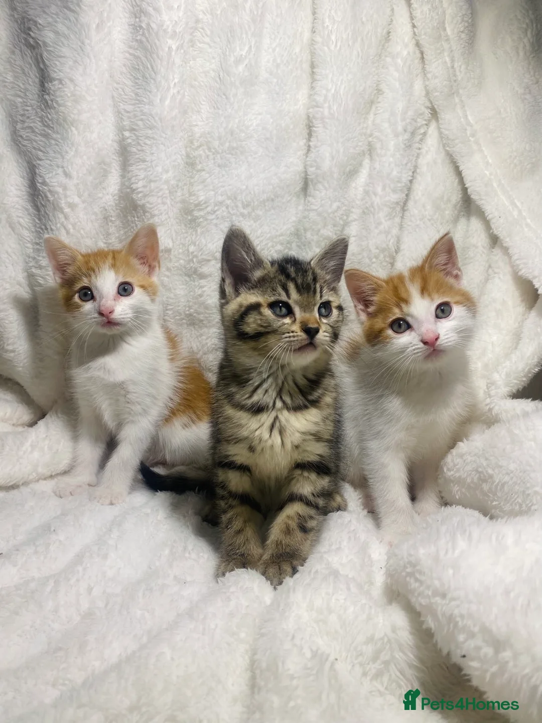 Mixed Breed cats for sale: Cute kittens ready for a new home  in Dagenham - Advert 1