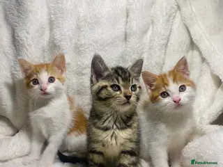 Mixed Breed cats Cute kittens ready for a new home - Advert 2