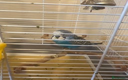Budgerigars birds for sale: 2 budgies  - Image 3