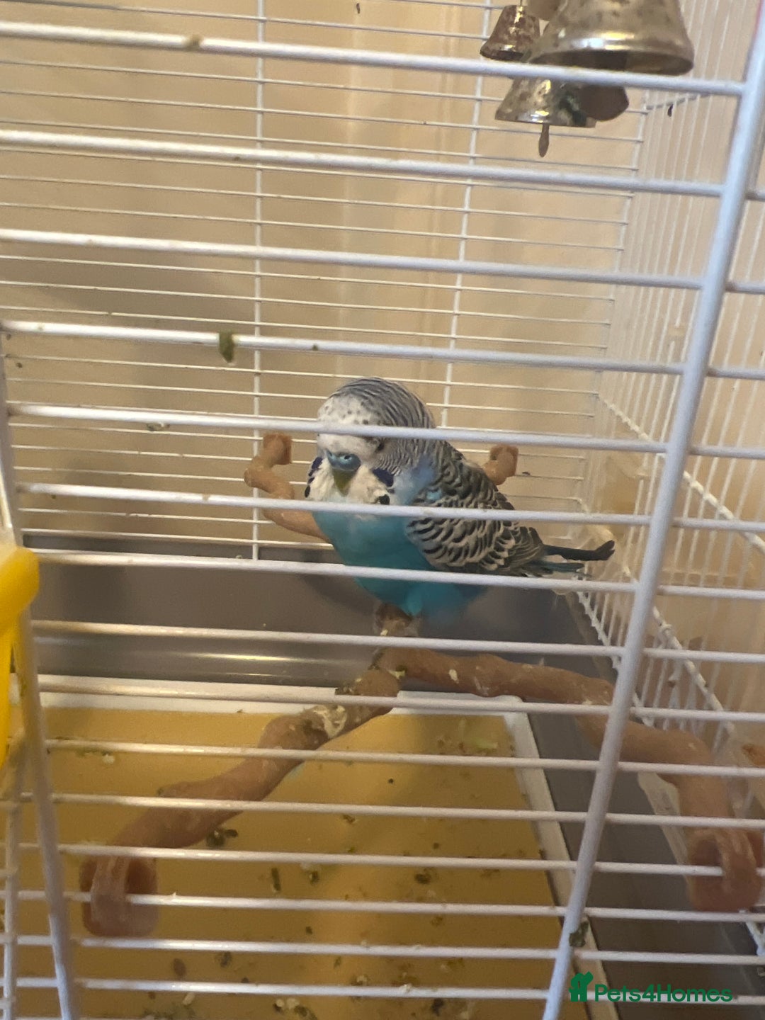 Budgerigars birds for sale: 2 budgies  - Image 3