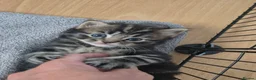 Mixed Breed cats for sale: Bouncy Kittens for Sale in Poole - Advert 3
